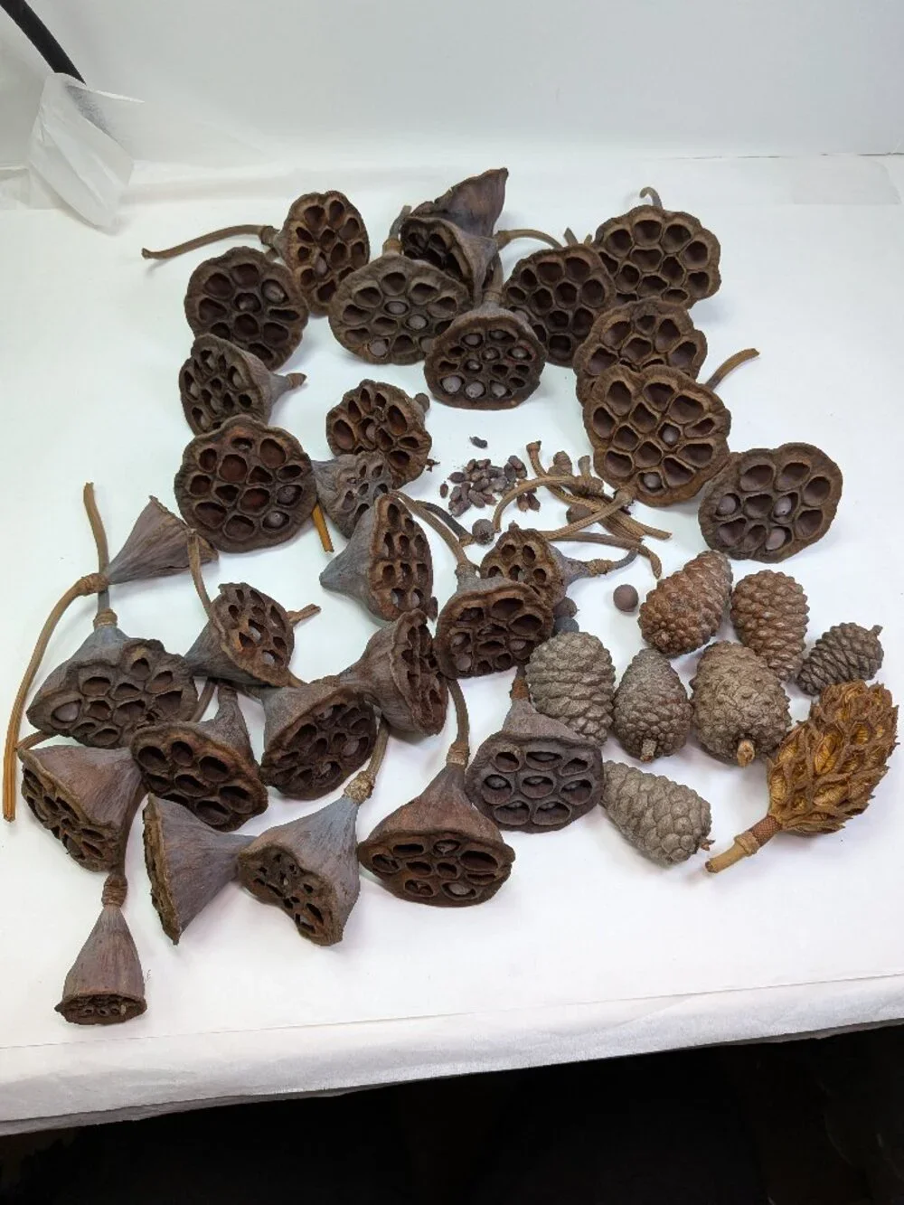 Dried Lotus Pods Pine Cones 35 pc Lot Craft Floral Arrangement Decor Botanical